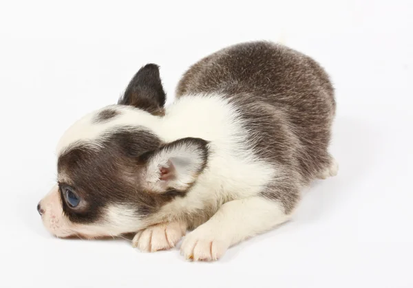 Cachorro chihuahua pequeño — Foto de Stock
