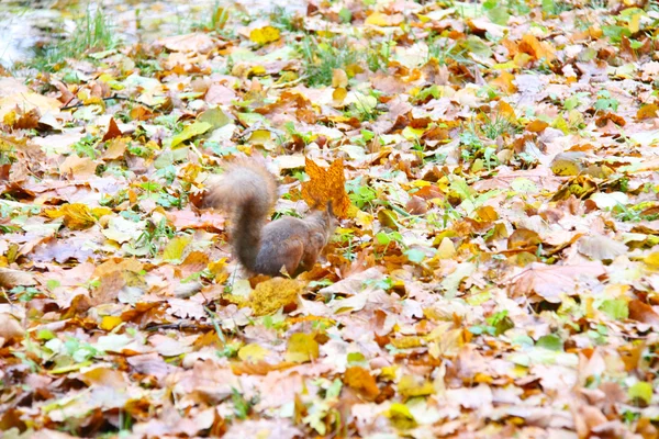 Brown squirrel — Stock Photo, Image