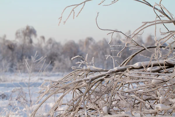 सुंदर हिवाळा वन — स्टॉक फोटो, इमेज