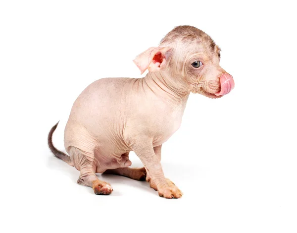 Chinese Crested Dog puppy — Stockfoto
