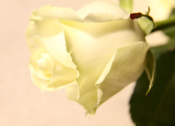 Heldere rozen — Stockfoto