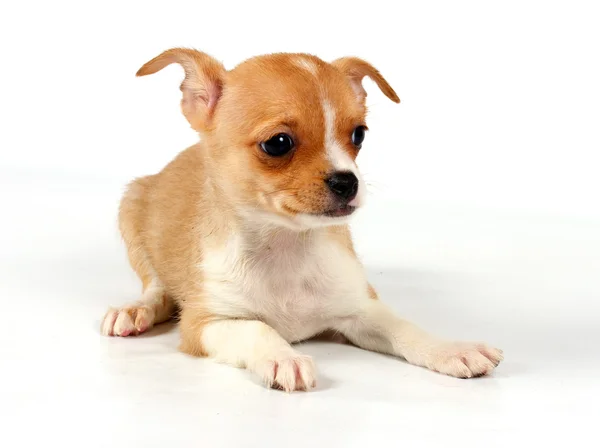 Komik köpek chihuahua pozlar — Stok fotoğraf
