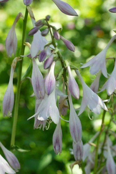 Harebell wildflowers - Campanula rotundifolia - Bellflower famil — Stock Photo, Image