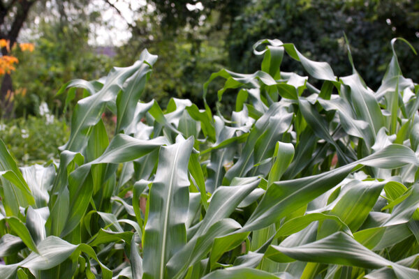 Летние поля