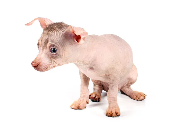 Chinese Crested Dog puppy — Stockfoto