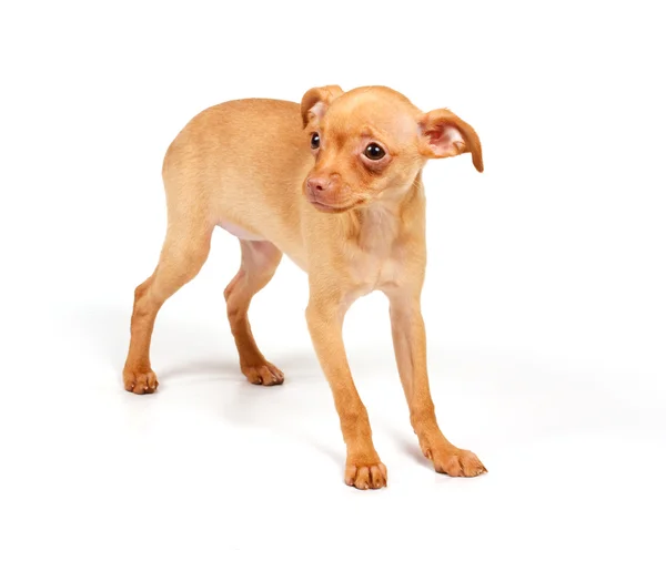 Смешной щенок Чихуахуа позирует — стоковое фото