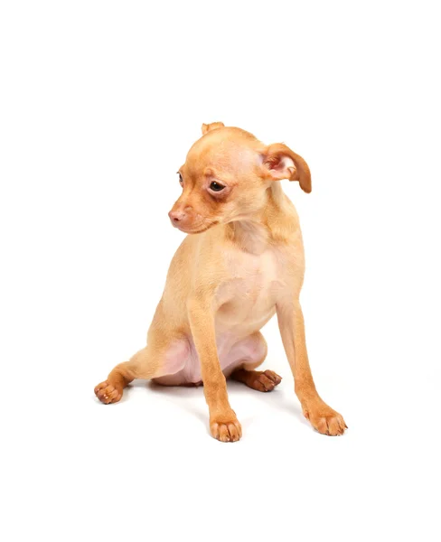 Amuzant catelus Chihuahua pozeaza — Fotografie, imagine de stoc