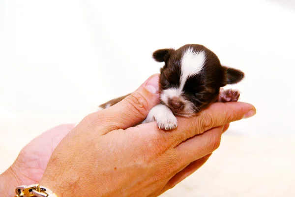 Liten chihuahua valp — Stockfoto