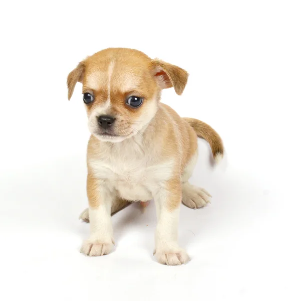 Malou čivavu štěně — Stock fotografie