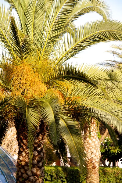 Palm pe plaja veche Antalyan — Fotografie, imagine de stoc