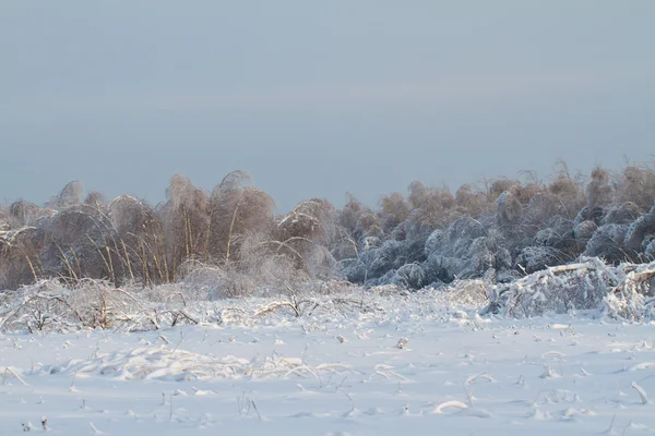 Beautiful winter forest — Stock Photo, Image