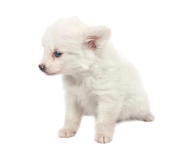 Γελοίο λευκό spitz-σκυλί σε λευκό φόντο — Φωτογραφία Αρχείου