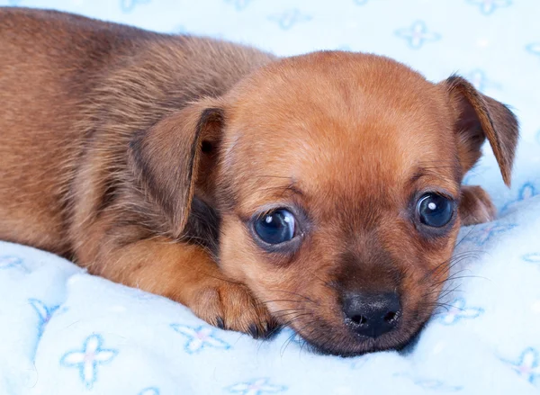 Retrato de un lindo chihuahua cachorro de raza pura en el cachorro-hogar —  Fotos de Stock