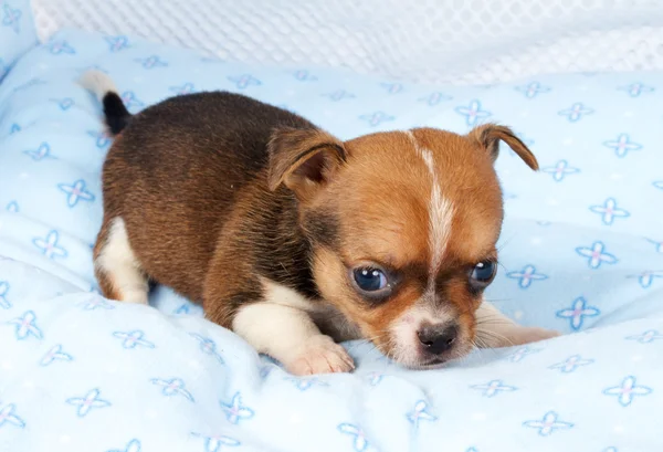 Portrait of a cute purebred puppy chihuahua in the puppy-home — Stock Photo, Image