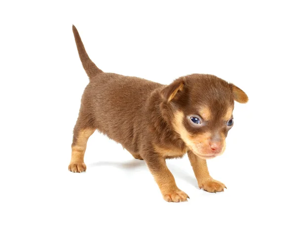 Morsom valp Chihuahua positurer – stockfoto
