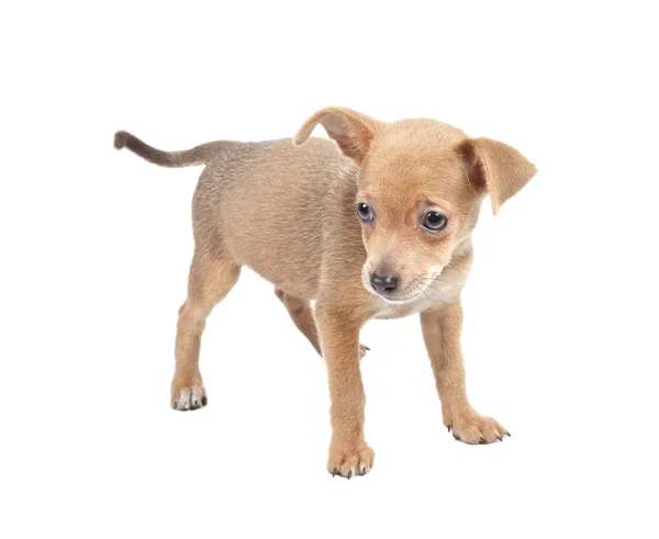 Rysk toy terrier på vit bakgrund — Stockfoto