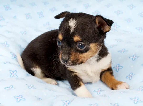 Portrait of a cute purebred puppy chihuahua in the puppy-home — Stock Photo, Image
