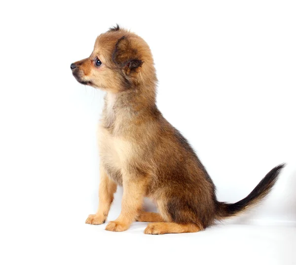 Filhote de cachorro engraçado Chihuahua poses — Fotografia de Stock