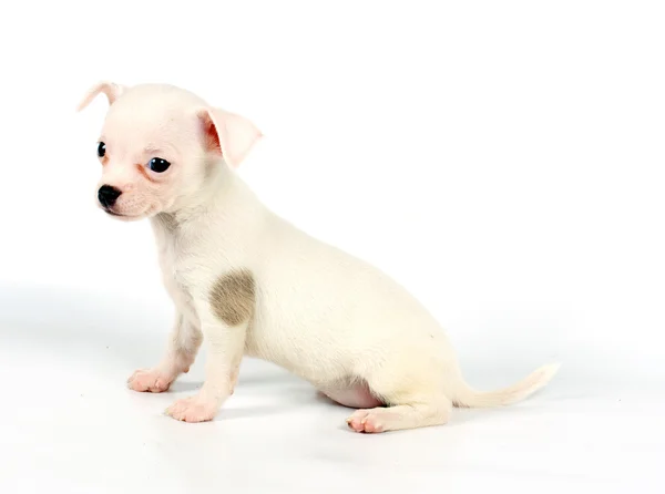 Divertente cucciolo Chihuahua pose — Foto Stock