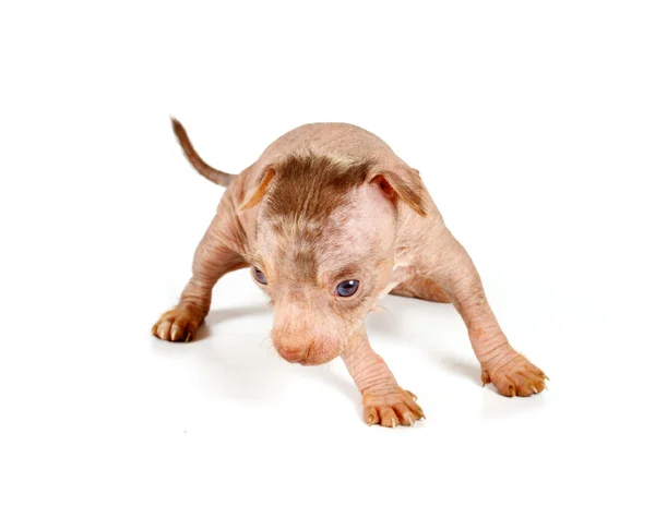 Chino cresta perro cachorro — Foto de Stock