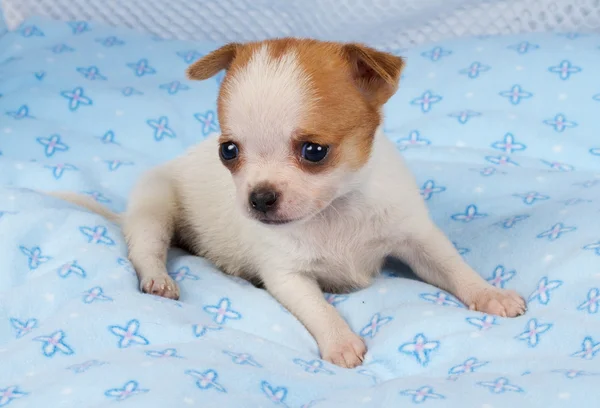Portre sevimli safkan köpek Chihuahua köpek yavrusu ev — Stok fotoğraf
