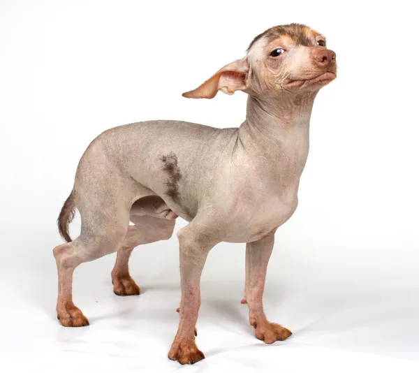 Chiński grzywacz pies szczeniak — Zdjęcie stockowe