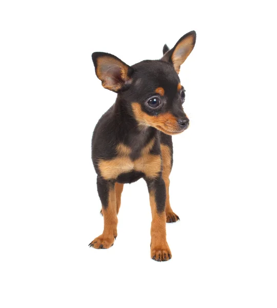Russian toy terrier on a white background — Stock Photo, Image