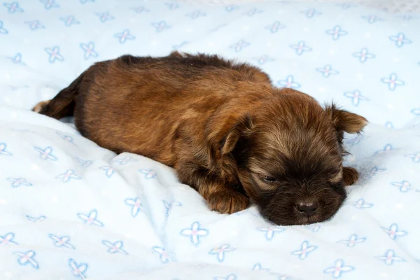 Portret van een schattige rasechte puppy chihuahua in de pup-huis — Stockfoto