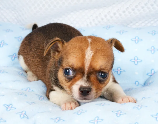 Portret ładny szczeniak rasowe Chihuahua w szczeniaka-Strona główna — Zdjęcie stockowe