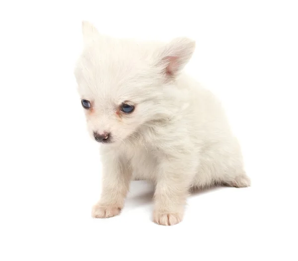 Směšné bílý špic pes na bílém pozadí — Stock fotografie