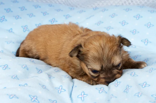 Portrét roztomilý čistokrevné štěně čivava štěně-doma — Stock fotografie