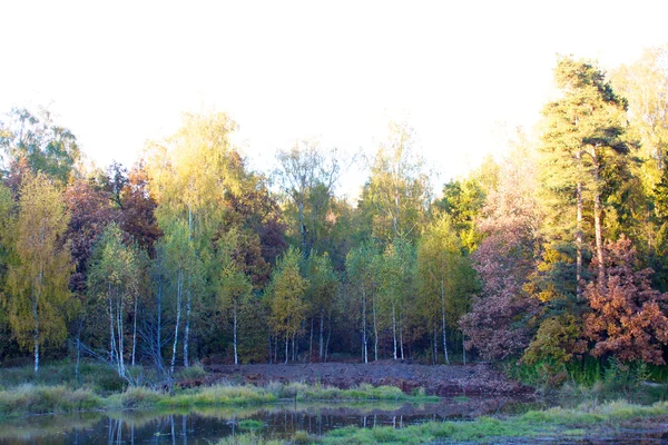 Güzel manzara. alan ve orman kenarı — Stok fotoğraf