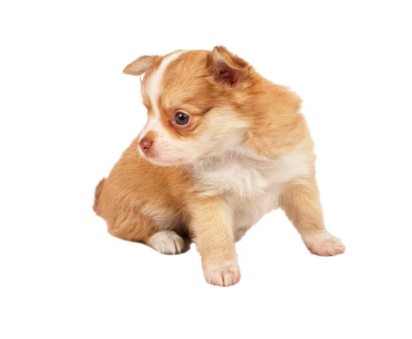 Портрет милого чистокровного щенка чихуахуа перед белой ба — стоковое фото