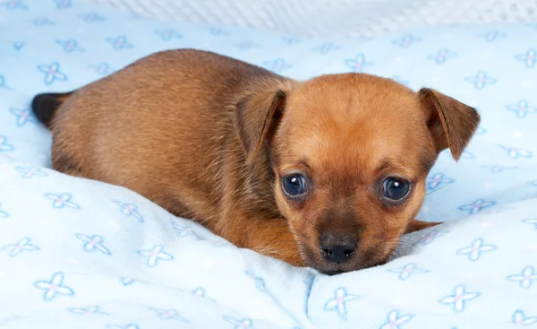 かわいい純血種の子犬チワワの子犬-家の肖像画 — ストック写真