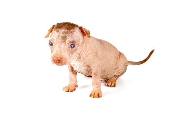 Chino cresta perro cachorro — Foto de Stock