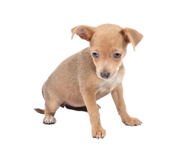 Terrier brinquedo russo em um fundo branco — Fotografia de Stock