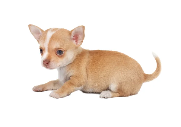 Porträt eines niedlichen reinrassigen Welpen Chihuahua vor weißem Ba — Stockfoto