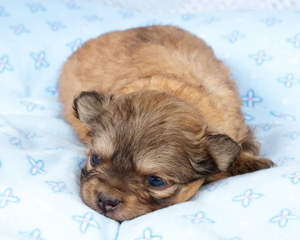 Ritratto di un simpatico cucciolo di razza chihuahua nel cucciolo-casa — Foto Stock
