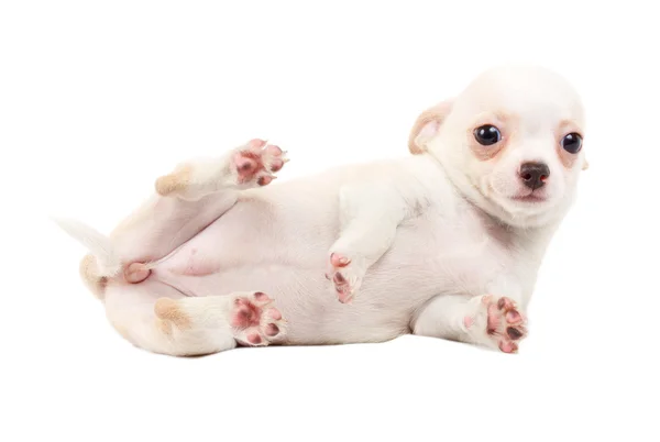 Bonito pequeno cachorro chihuahua sentado no branco olhando para a câmera é — Fotografia de Stock