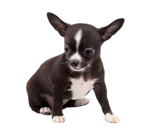 Cute small chihuahua puppy sitting on white looking at camera is — Stock Photo, Image
