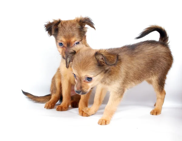 Funny puppy Chihuahua poses — Stock Photo, Image