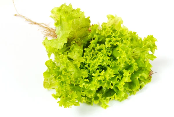 Salatblätter isoliert auf dem weißen — Stockfoto