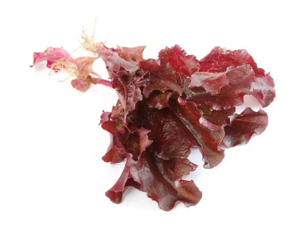 Folhas de salada isoladas no branco — Fotografia de Stock