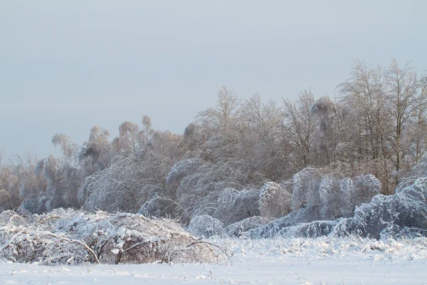아름다운 겨울 숲 — 스톡 사진