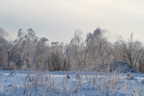Прекрасный зимний лес — стоковое фото