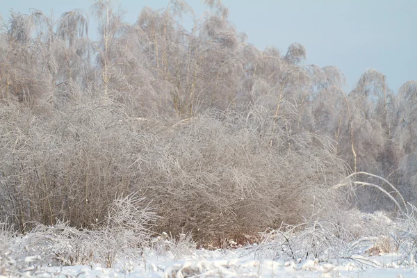 Όμορφο χειμερινό δάσος — Φωτογραφία Αρχείου