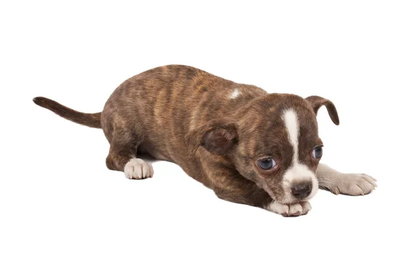 Portrét roztomilý čistokrevné štěně čivava před bílým ba — Stock fotografie