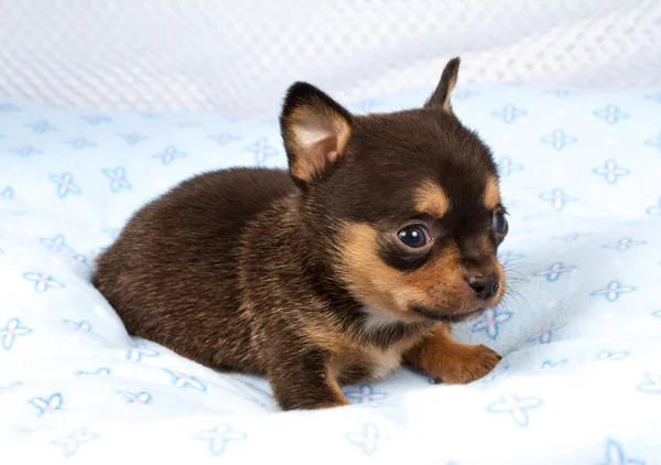 Portrét roztomilý čistokrevné štěně čivava štěně-doma — Stock fotografie