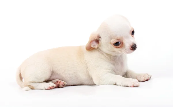 Carino piccolo cucciolo chihuahua seduto su bianco guardando la fotocamera è — Foto Stock