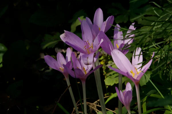 Gyönyörű tavaszi virágok — Stock Fotó